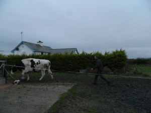 I don't get too attached to Jimmy's cows...