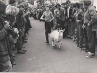 Courtesy of www.PuckFair.ie